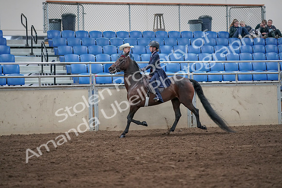 2019 Morgan Horse Show - Sept 01, 2019 - 12745