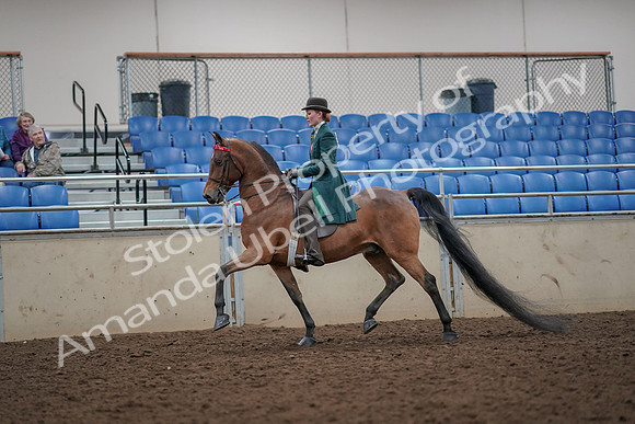 2019 Morgan Horse Show - Aug 30, 2019 - 27884