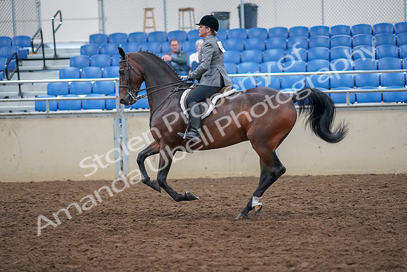 2019 Morgan Horse Show - Aug 30, 2019 - 20628