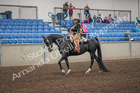 2019 Morgan Horse Show - Aug 31, 2019 - 06114