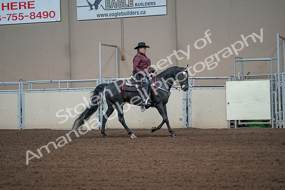 2019 Morgan Horse Show - Aug 31, 2019 - 10718