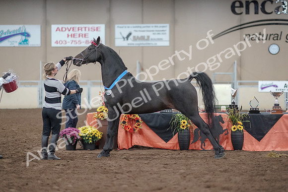 2019 Morgan Horse Show - Aug 31, 2019 - 00964