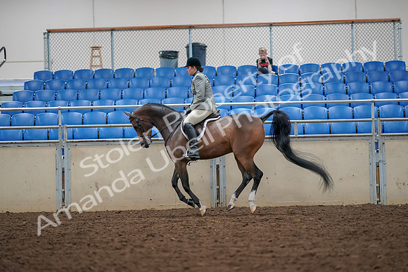 2019 Morgan Horse Show - Aug 30, 2019 - 17396