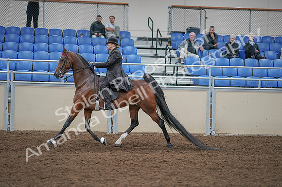 2020 - AB Morgan Horse - Fri, Sept 04 - 09552