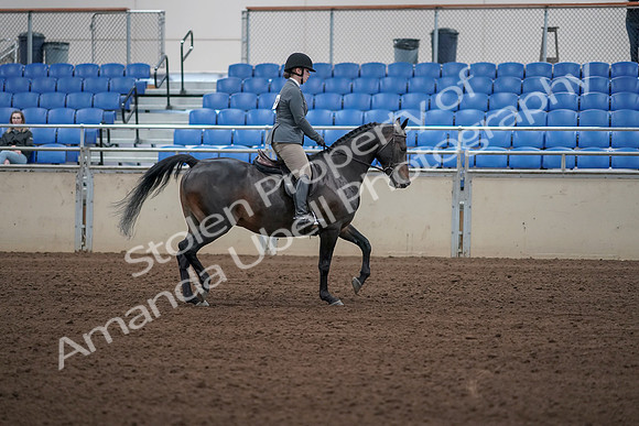 2019 Morgan Horse Show - Sept 01, 2019 - 11039