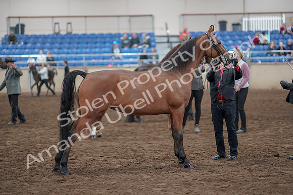 2019 Morgan Horse Show - Aug 31, 2019 - 03711