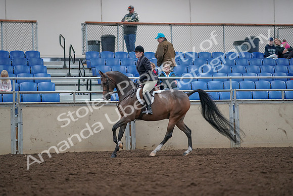 2019 Morgan Horse Show - Aug 31, 2019 - 15983