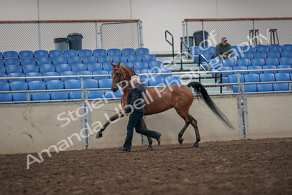 2019 Morgan Horse Show - Aug 31, 2019 - 03586