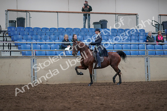 2019 Morgan Horse Show - Aug 31, 2019 - 09349