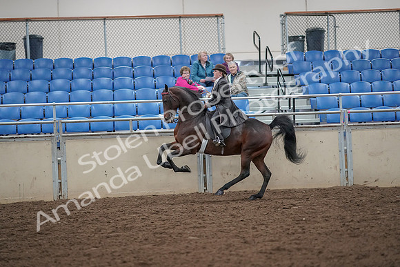 2019 Morgan Horse Show - Aug 30, 2019 - 28028
