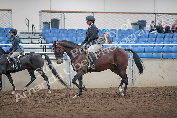 2019 Morgan Horse Show - Aug 31, 2019 - 14873
