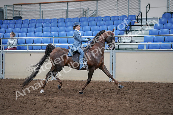 2020 - AB Morgan Horse - Fri, Sept 04 - 05064