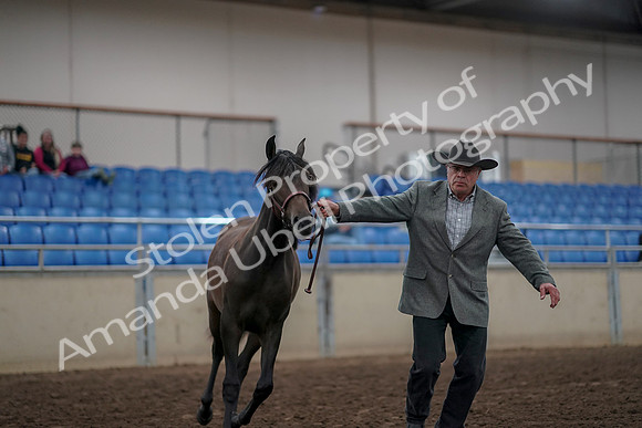 2019 Morgan Horse Show - Aug 31, 2019 - 02843