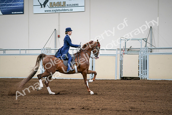 2020 - AB Morgan Horse - Sat, Sept 05 - 06331