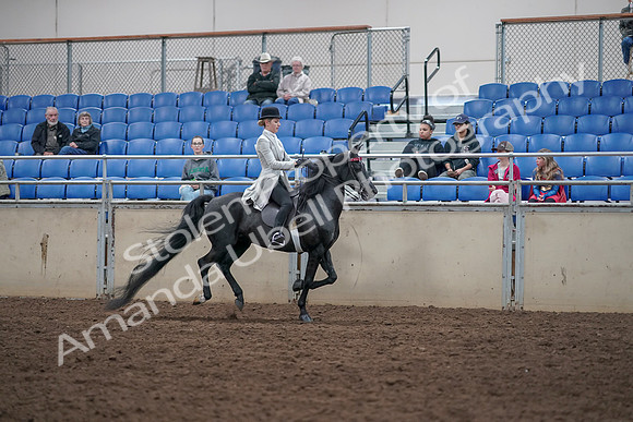 2019 Morgan Horse Show - Aug 31, 2019 - 09666
