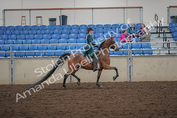 2019 Morgan Horse Show - Aug 30, 2019 - 28145