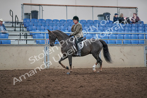 2019 Morgan Horse Show - Aug 31, 2019 - 14741