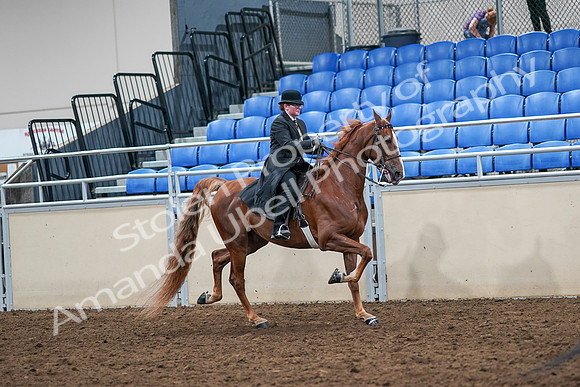 2020 - AB Morgan Horse - Sat, Sept 05 - 08255