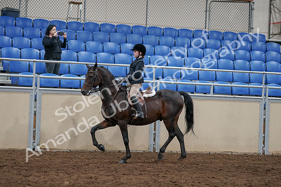 2020 - AB Morgan Horse - Sun, Sept 06 - 07820