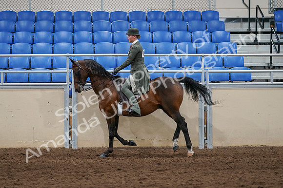 2020 - AB Morgan Horse - Fri, Sept 04 - 03319