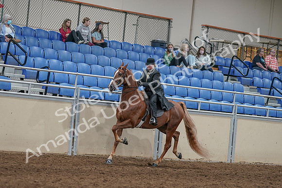 2020 - AB Morgan Horse - Fri, Sept 04 - 11436