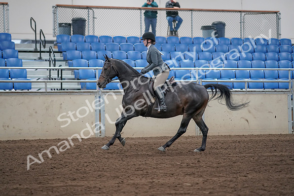 2019 Morgan Horse Show - Sept 01, 2019 - 10993