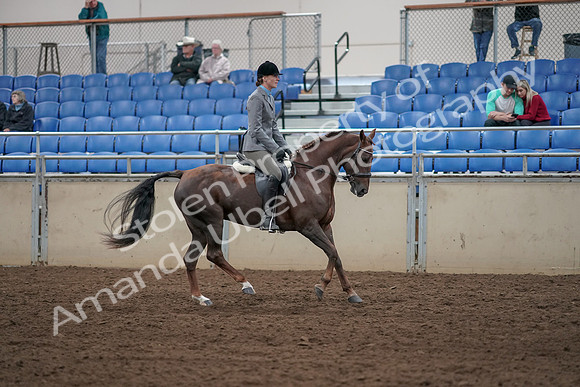 2019 Morgan Horse Show - Aug 31, 2019 - 07497
