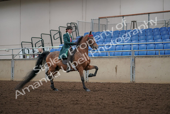 2019 Morgan Horse Show - Aug 30, 2019 - 28238