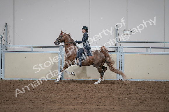 2020 - AB Morgan Horse - Fri, Sept 04 - 09624