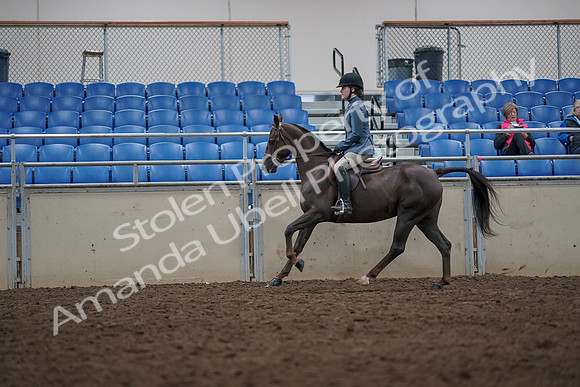 2019 Morgan Horse Show - Aug 31, 2019 - 16678