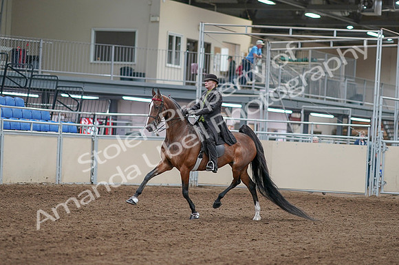2020 - AB Morgan Horse - Fri, Sept 04 - 09519