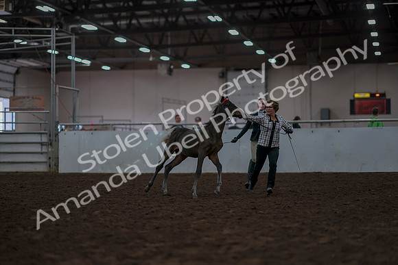 2019 Morgan Horse Show - Aug 31, 2019 - 03549
