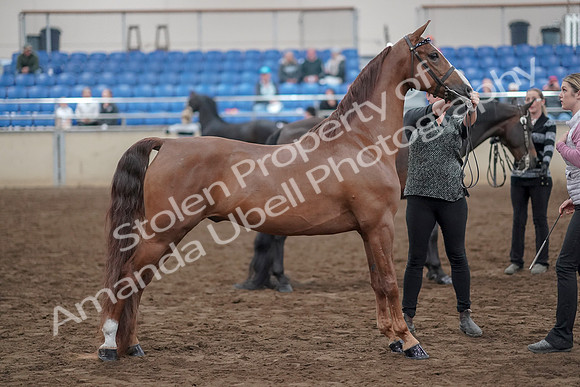 2019 Morgan Horse Show - Aug 31, 2019 - 03754