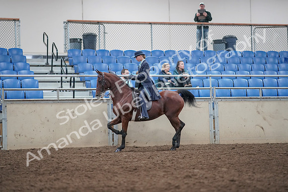 2019 Morgan Horse Show - Aug 31, 2019 - 08596