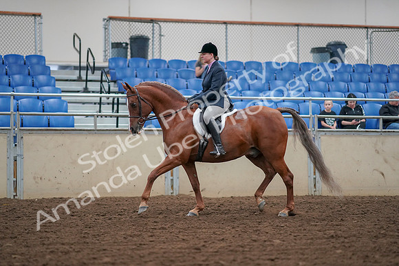 2019 Morgan Horse Show - Aug 30, 2019 - 16003
