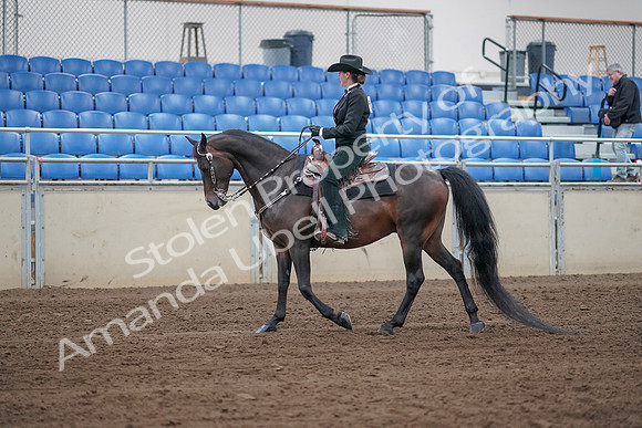 2019 Morgan Horse Show - Sept 01, 2019 - 11203
