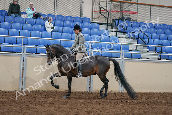 2020 - AB Morgan Horse - Sat, Sept 05 - 14329