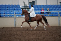 2019 Morgan Horse Show - Aug 31, 2019 - 17864