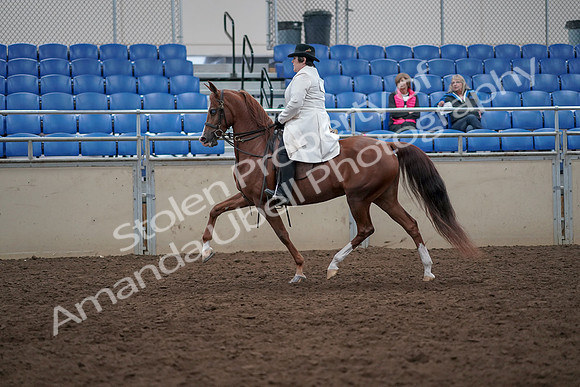 2019 Morgan Horse Show - Aug 31, 2019 - 17864