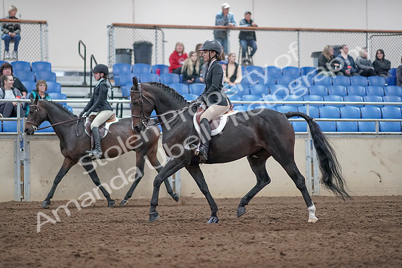 2019 Morgan Horse Show - Aug 31, 2019 - 20427