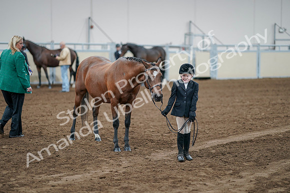 2020 - AB Morgan Horse - Fri, Sept 04 - 00840