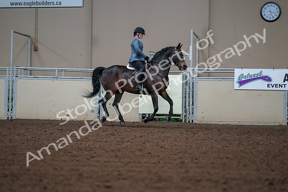 2019 Morgan Horse Show - Aug 30, 2019 - 18601