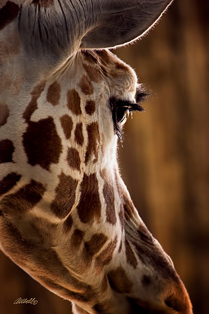 Zoo - 001