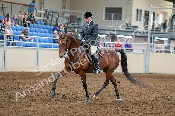2020 - AB Morgan Horse - Sat, Sept 05 - 06859