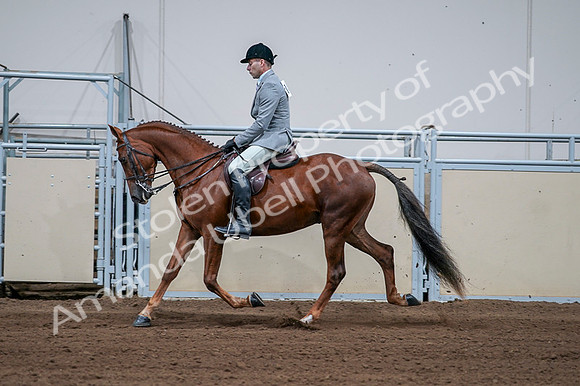 2020 - AB Morgan Horse - Fri, Sept 04 - 01619