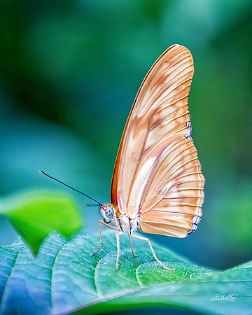 Insects - 026