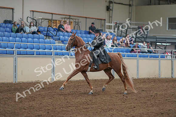 2020 - AB Morgan Horse - Fri, Sept 04 - 11241