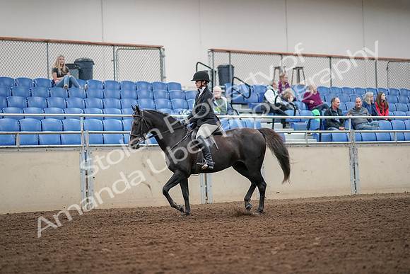 2019 Morgan Horse Show - Aug 30, 2019 - 13889