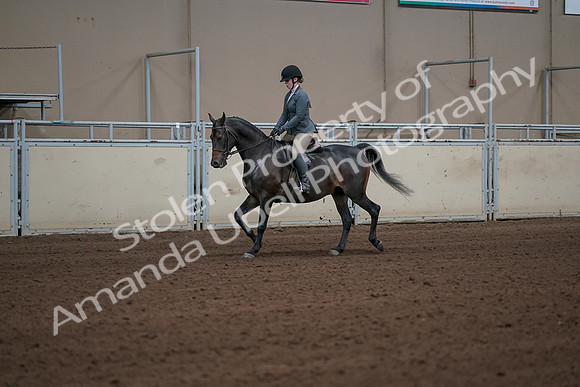 2019 Morgan Horse Show - Sept 01, 2019 - 10908_1
