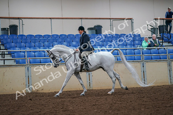 2019 Morgan Horse Show - Aug 30, 2019 - 17410